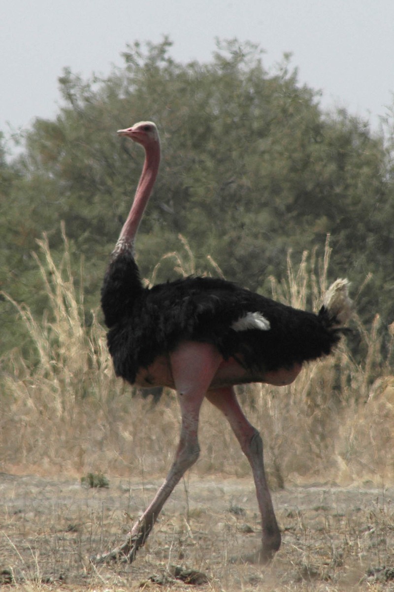 Common Ostrich - Jaap Van der Waarde