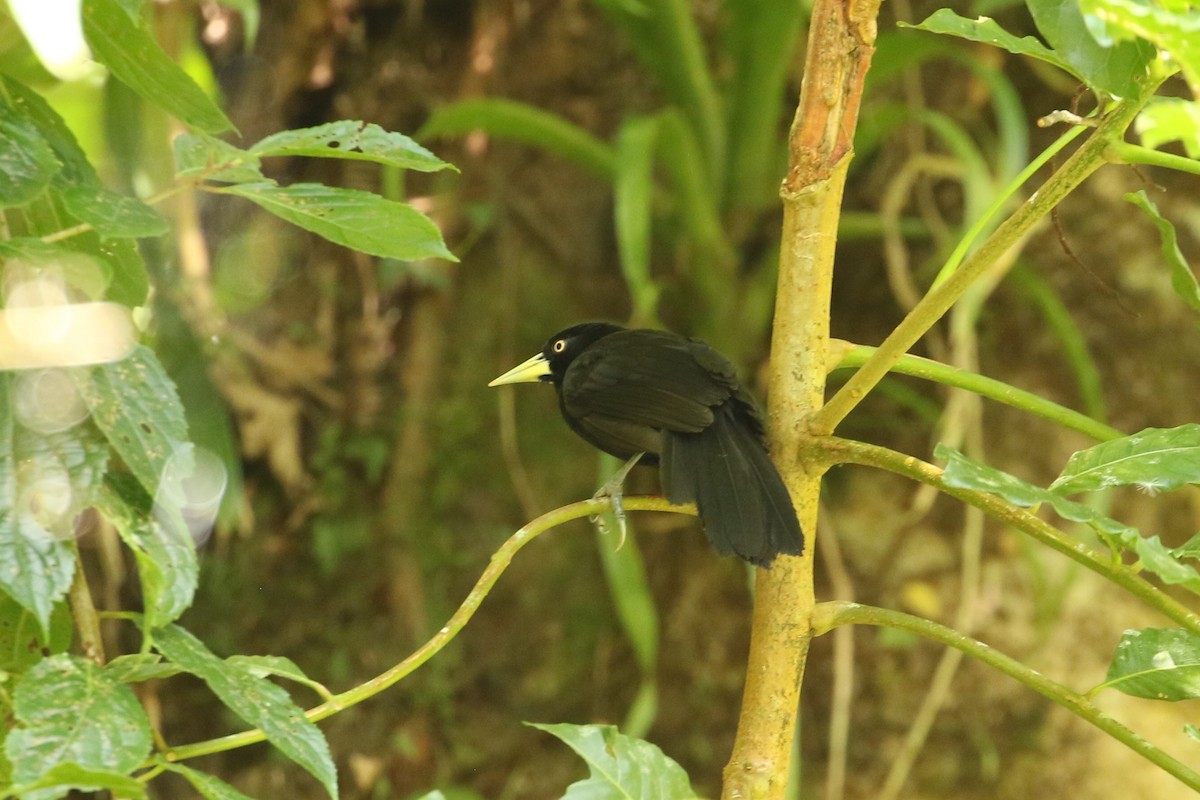 Yellow-billed Cacique - ML581618131
