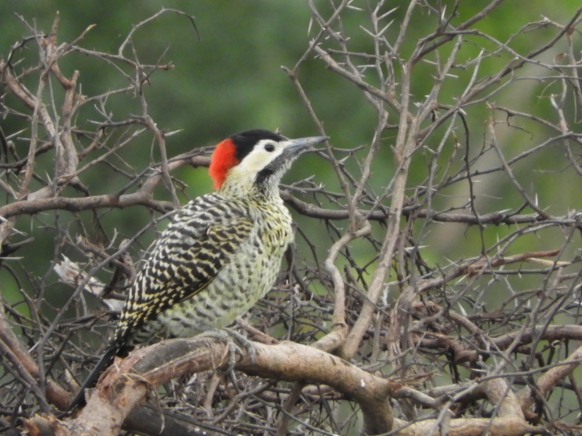 Green-barred Woodpecker - ML581618411