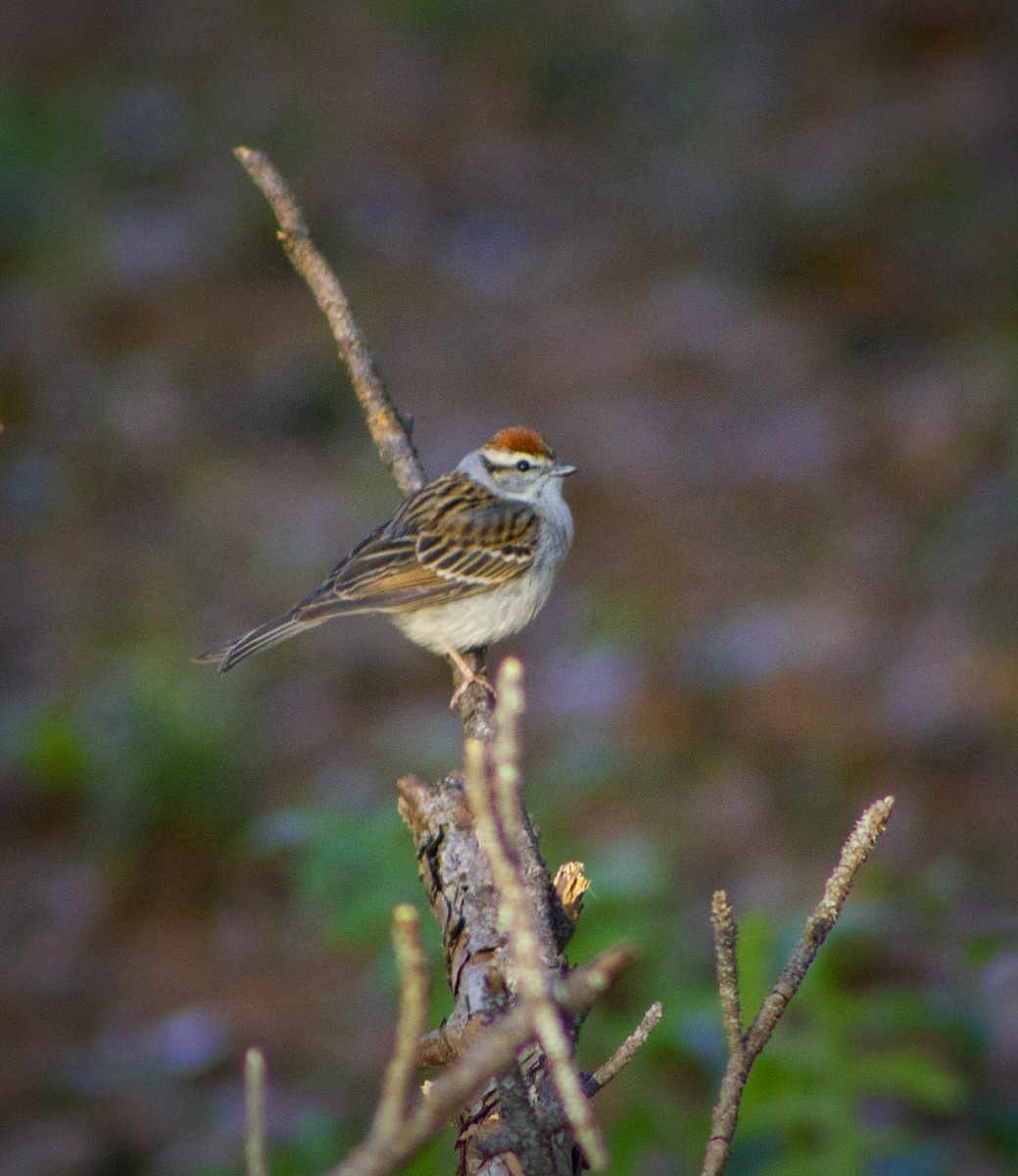Chipping Sparrow - ML581620981