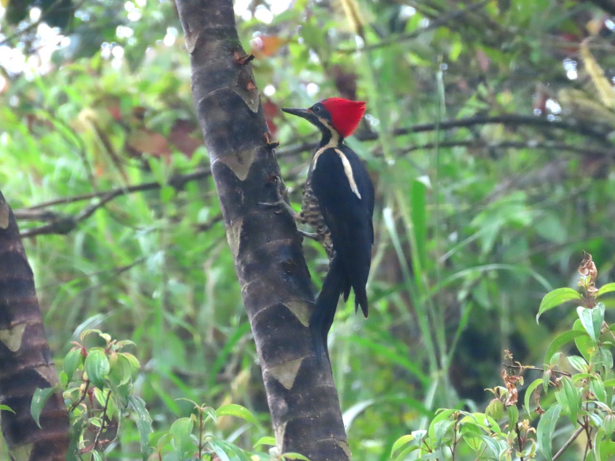 Lineated Woodpecker - Jerson Marin (@rojo_pajarero)