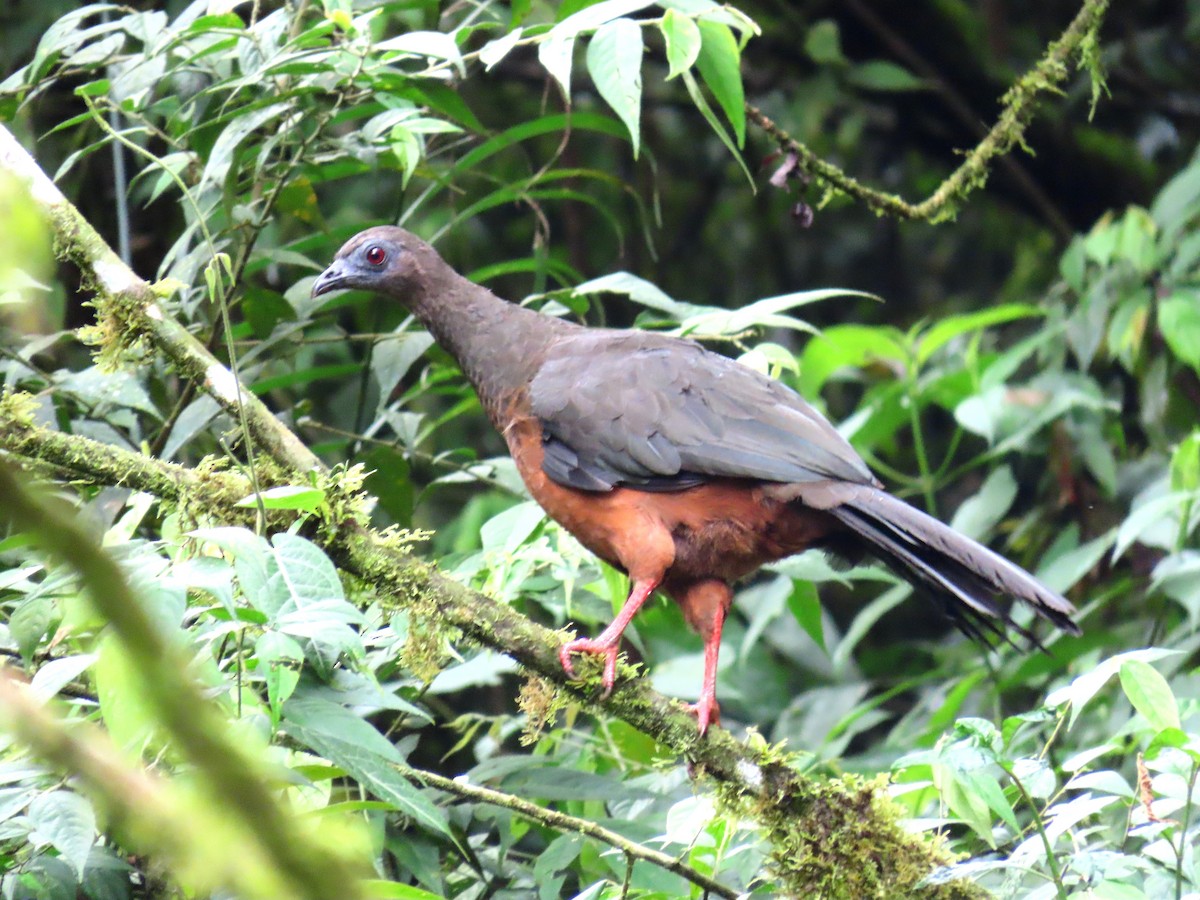 Sickle-winged Guan - ML581622941