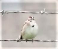 Lark Sparrow - Terry Bronson