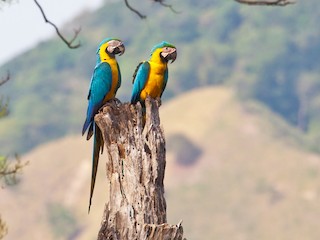  - Blue-and-yellow Macaw