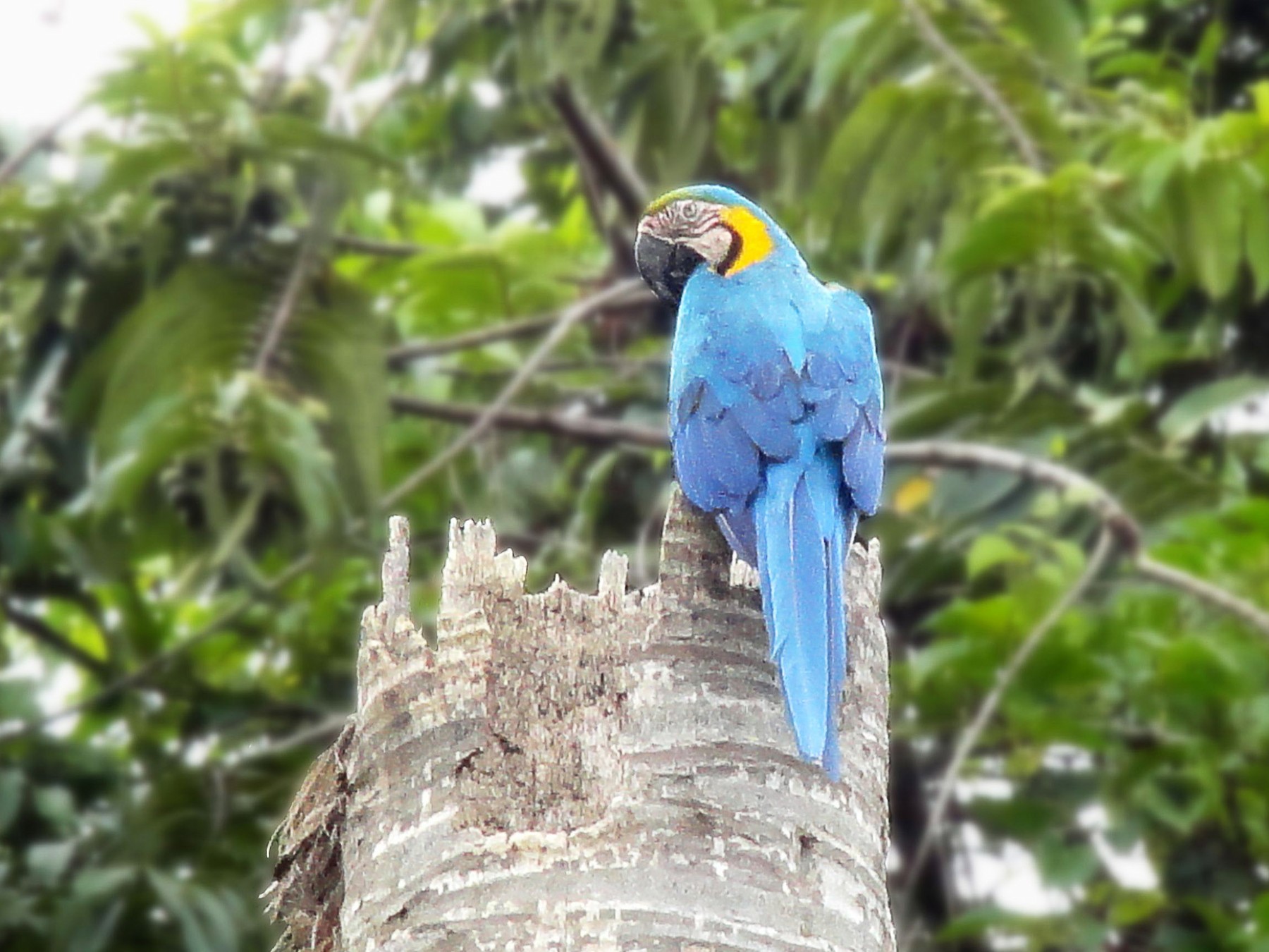 Blue-and-yellow Macaw - Vishal Rangersammy