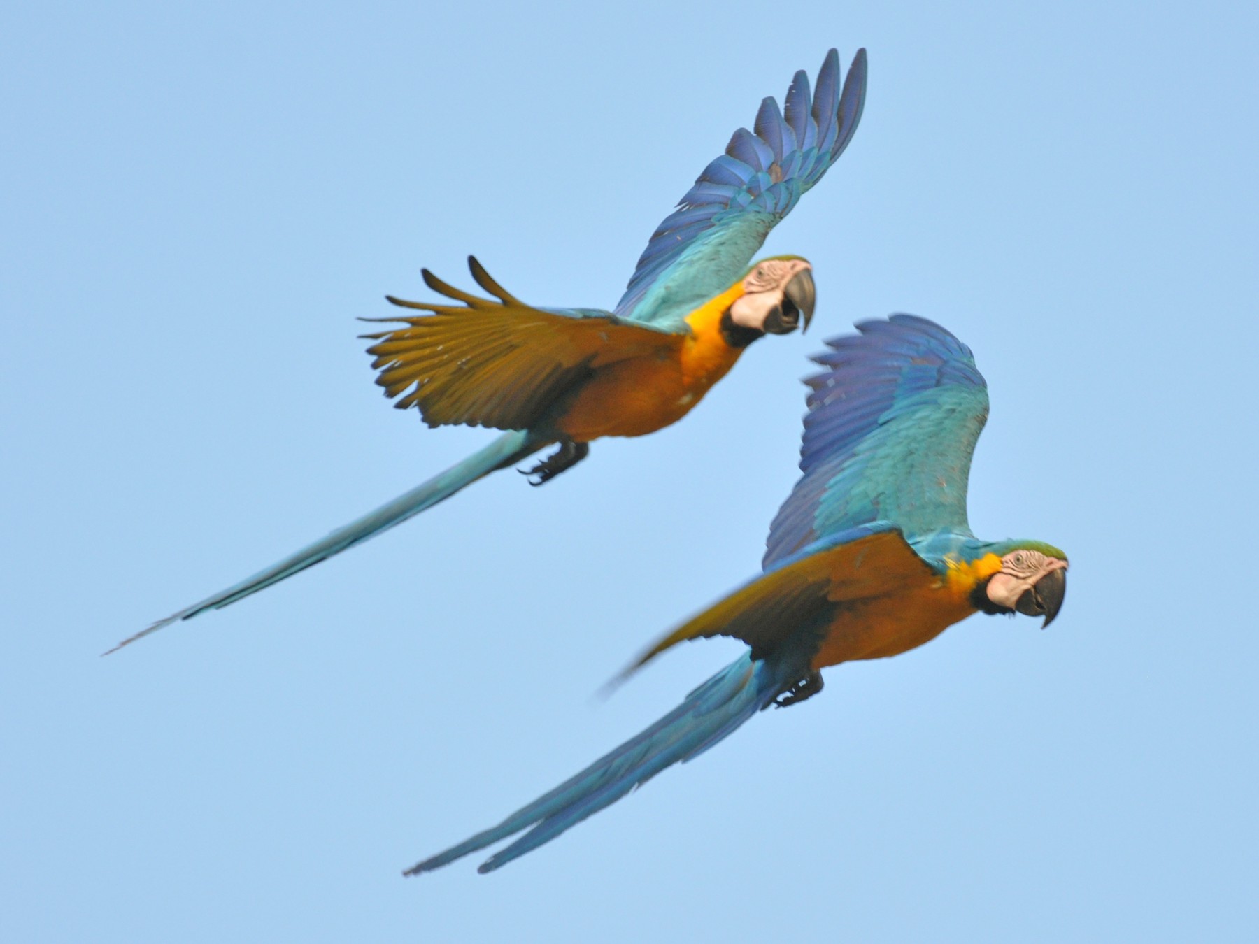 blue and yellow macaws