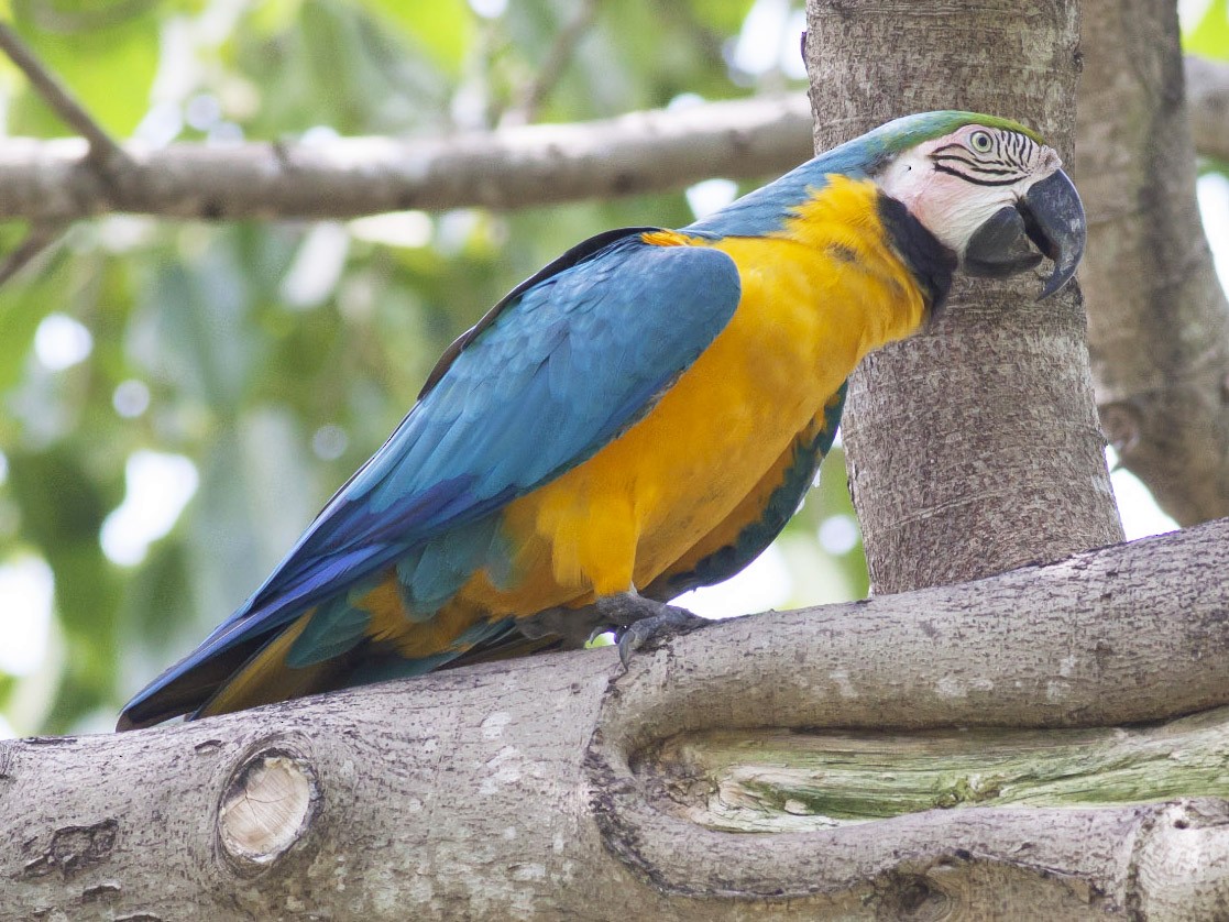 Stor eg audition syv Blue-and-yellow Macaw - eBird