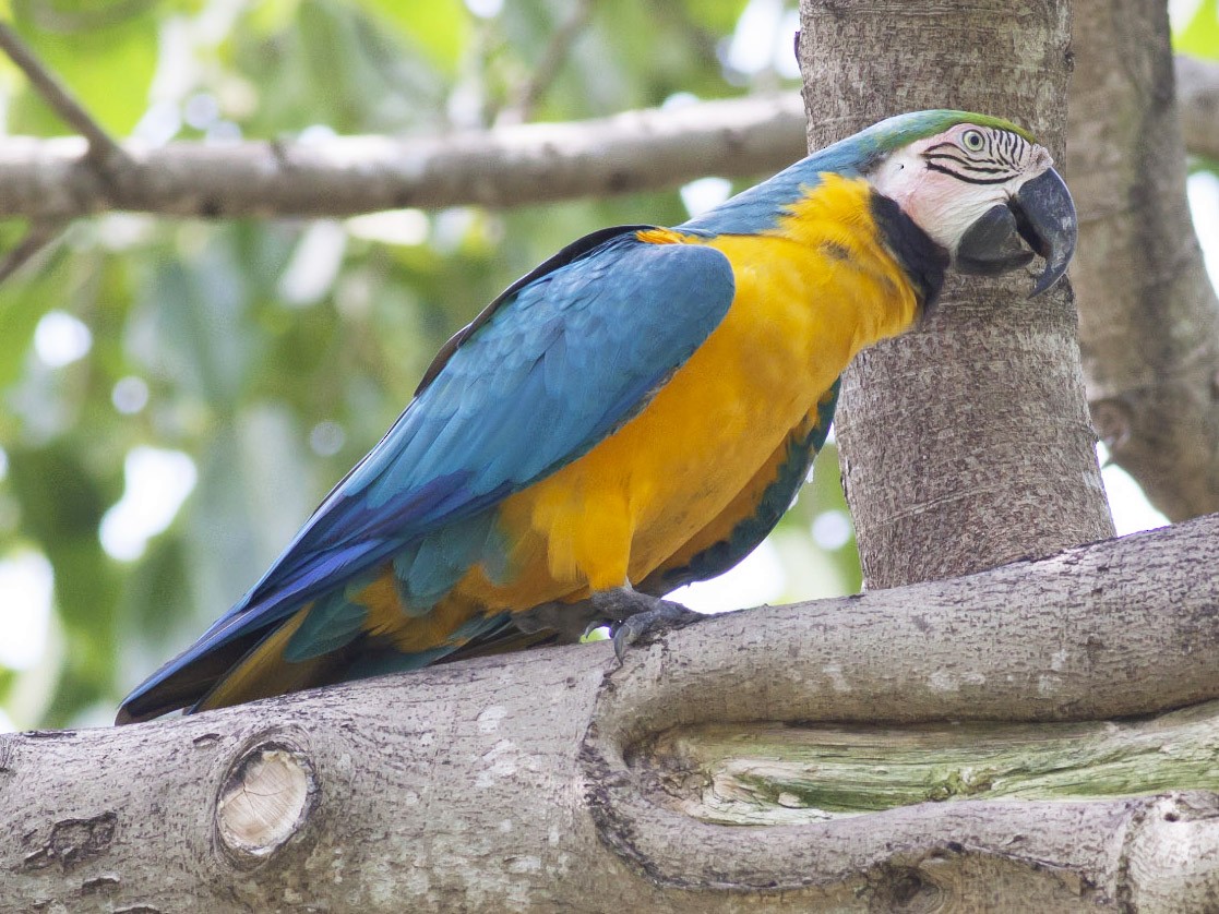 blue and yellow macaws