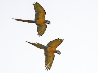 ルリコンゴウインコ - eBird ルリコンゴウインコ - eBird