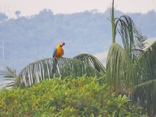  - Blue-and-yellow Macaw