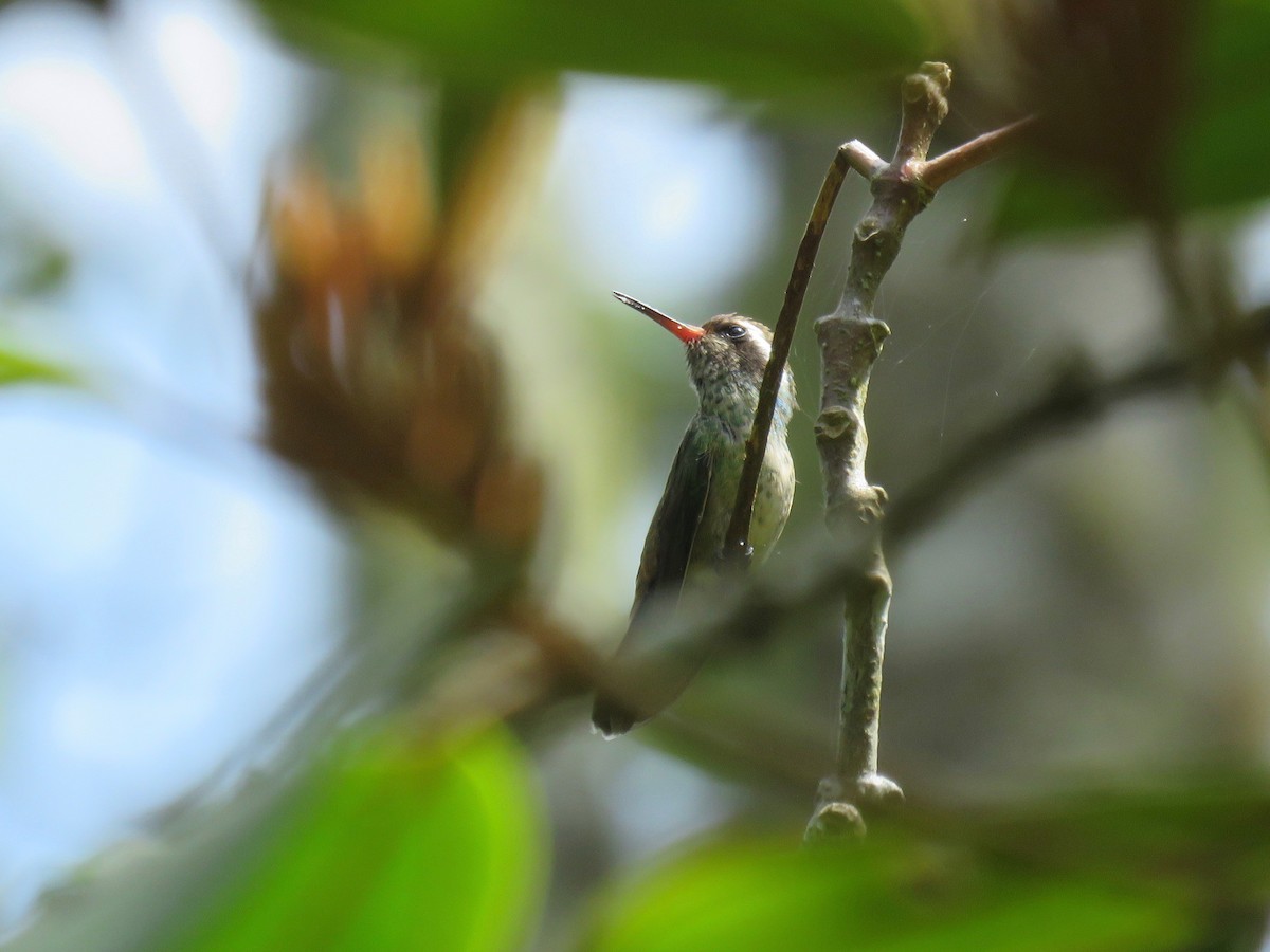 White-eared Hummingbird - John van Dort