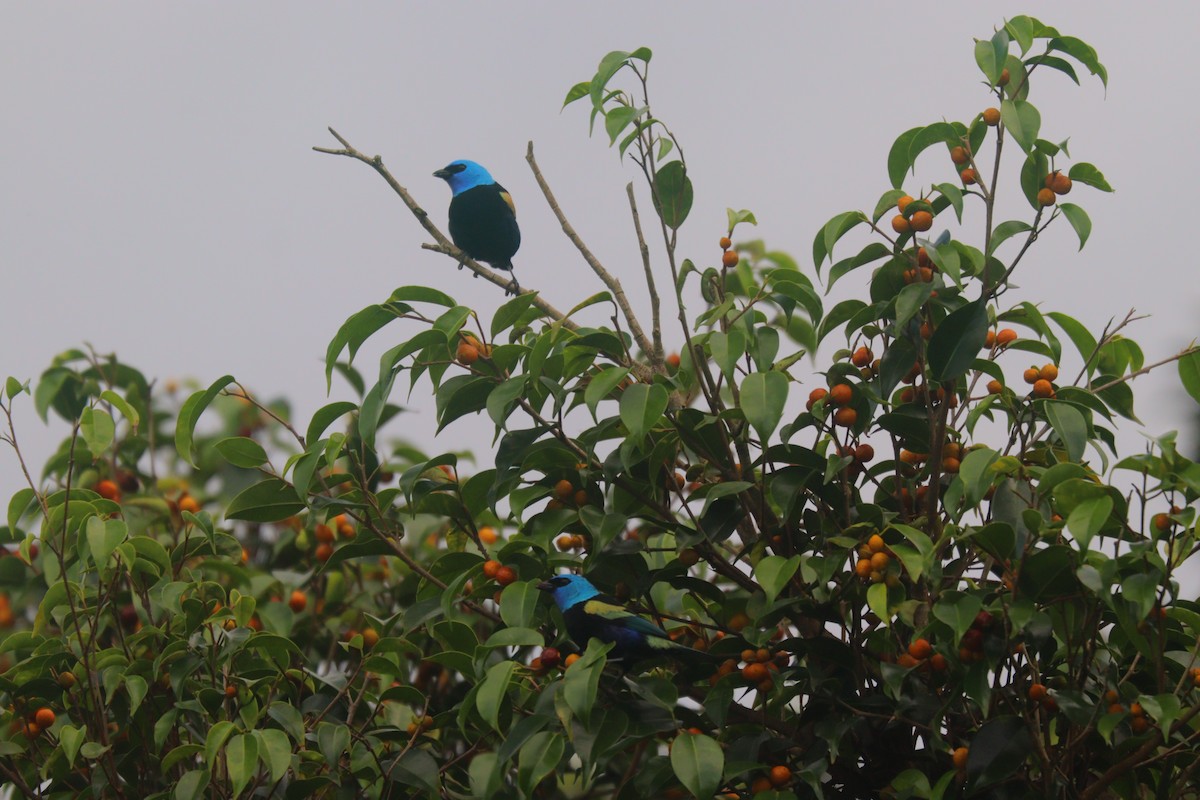 Blue-necked Tanager - ML581625901