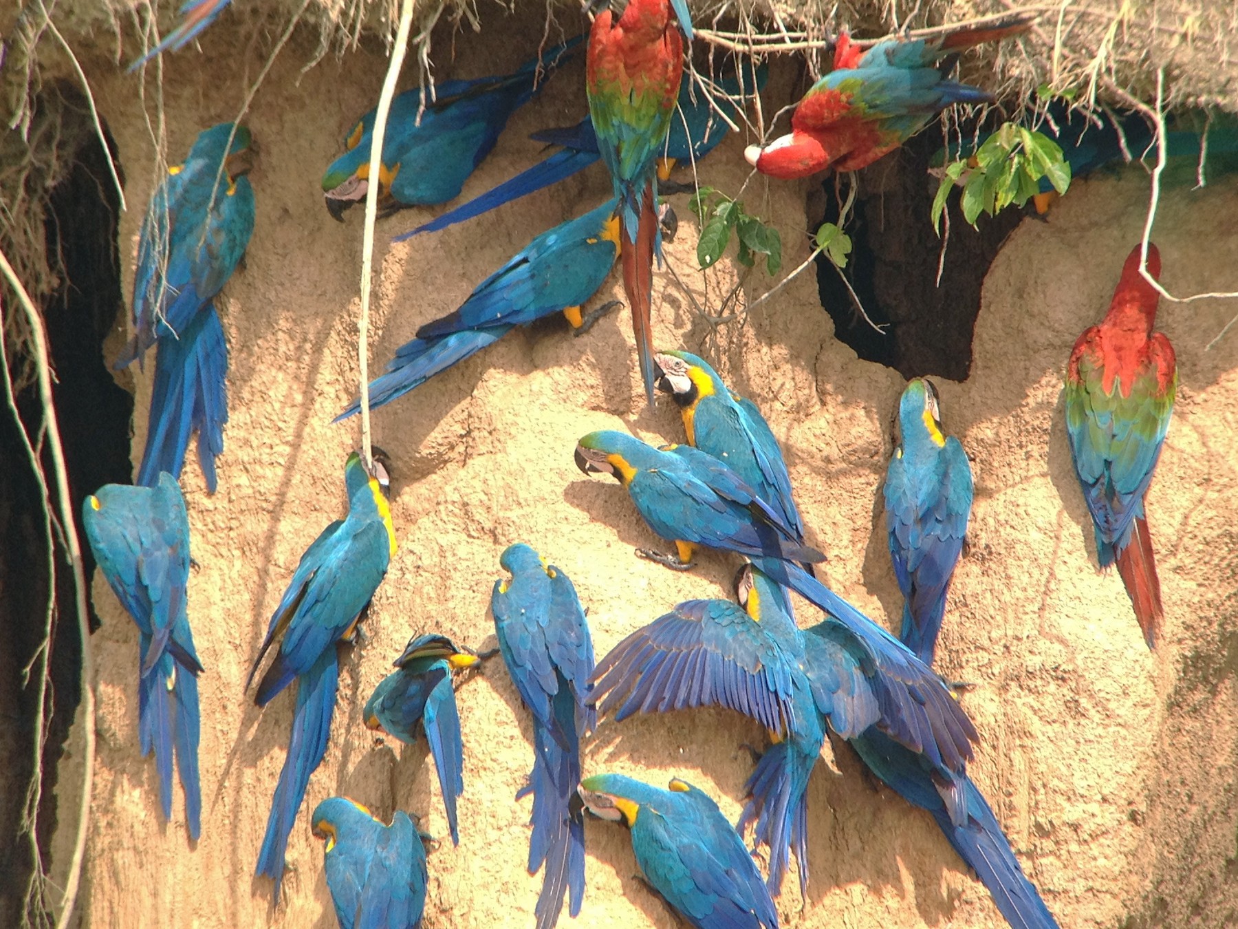 blue and yellow macaws