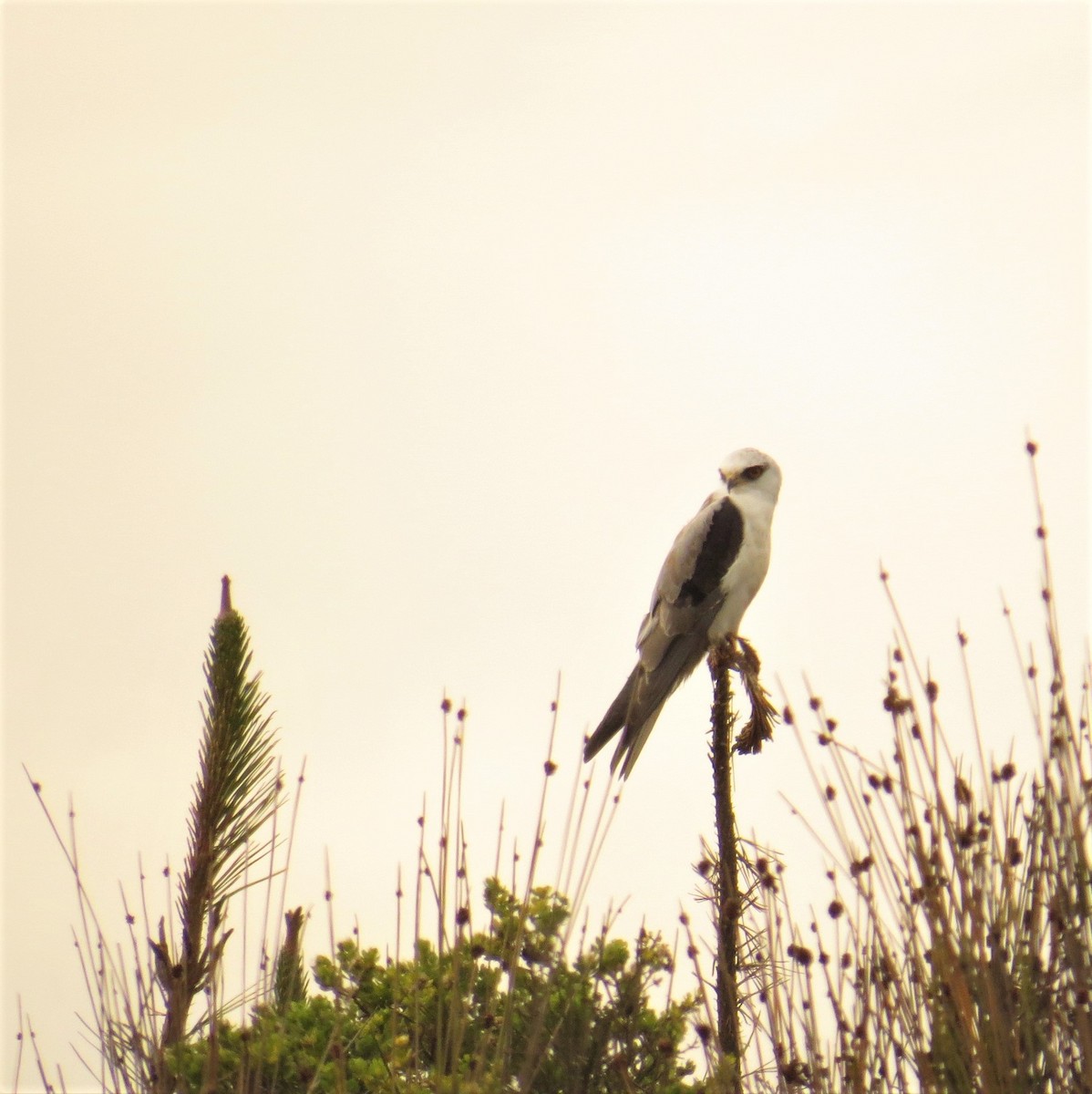 White-tailed Kite - Olivares Barraza