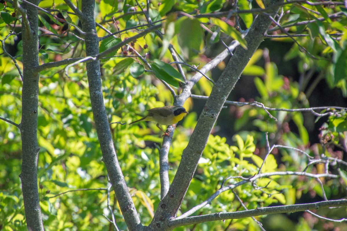 Common Yellowthroat - ML581630801