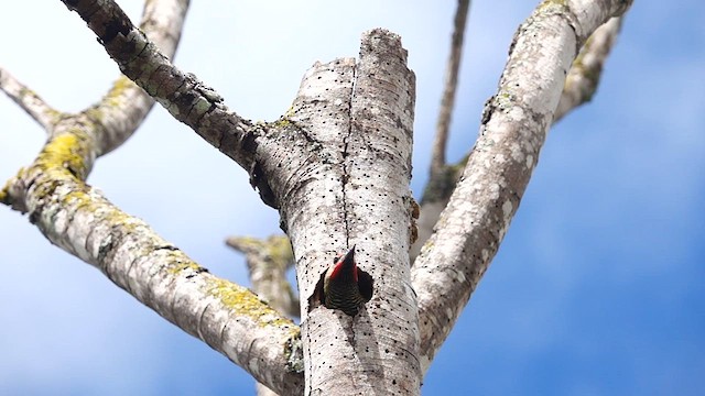 Golden-olive Woodpecker - ML581631661