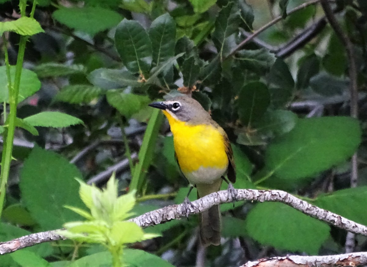 Yellow-breasted Chat - ML581634701