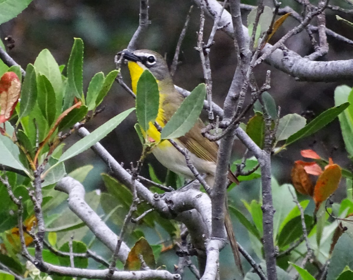 Yellow-breasted Chat - ML581634721