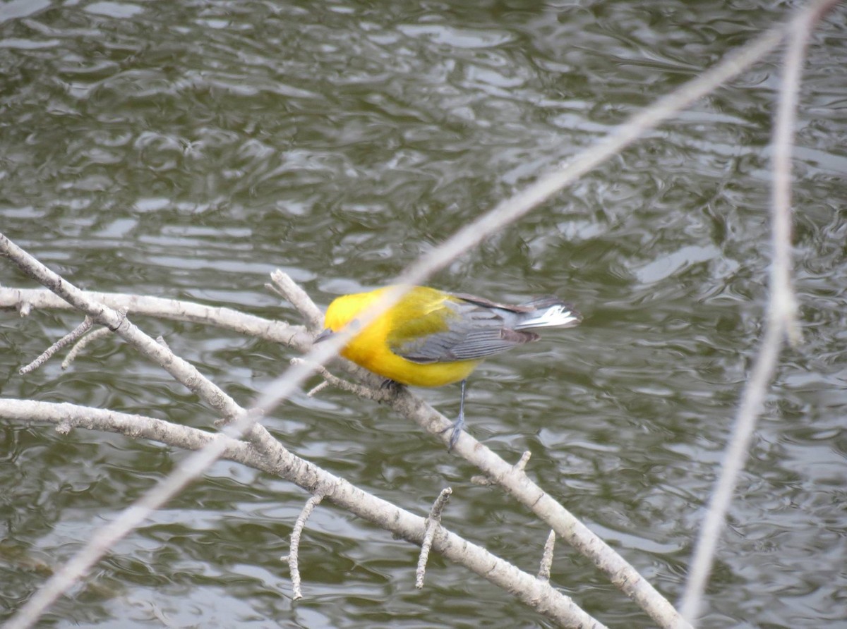 Prothonotary Warbler - ML58163591