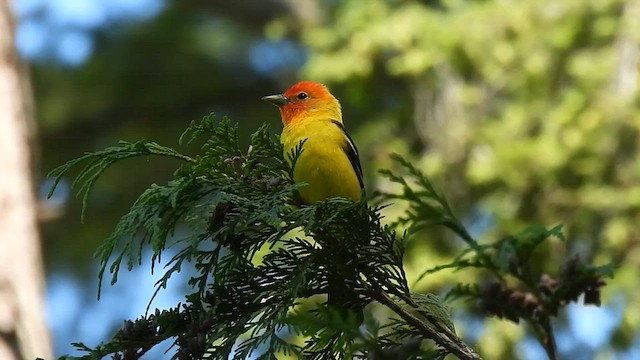 Western Tanager - ML581636511