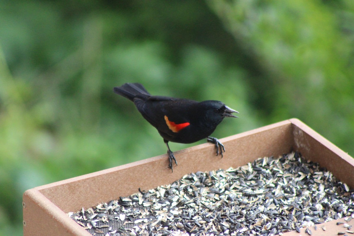 Red-winged Blackbird - ML581637411