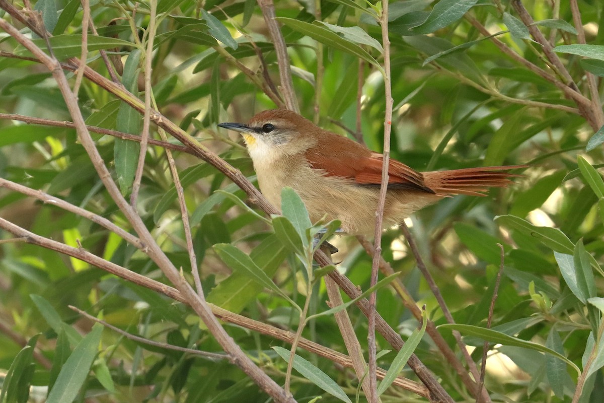 Yellow-chinned Spinetail - ML581637871