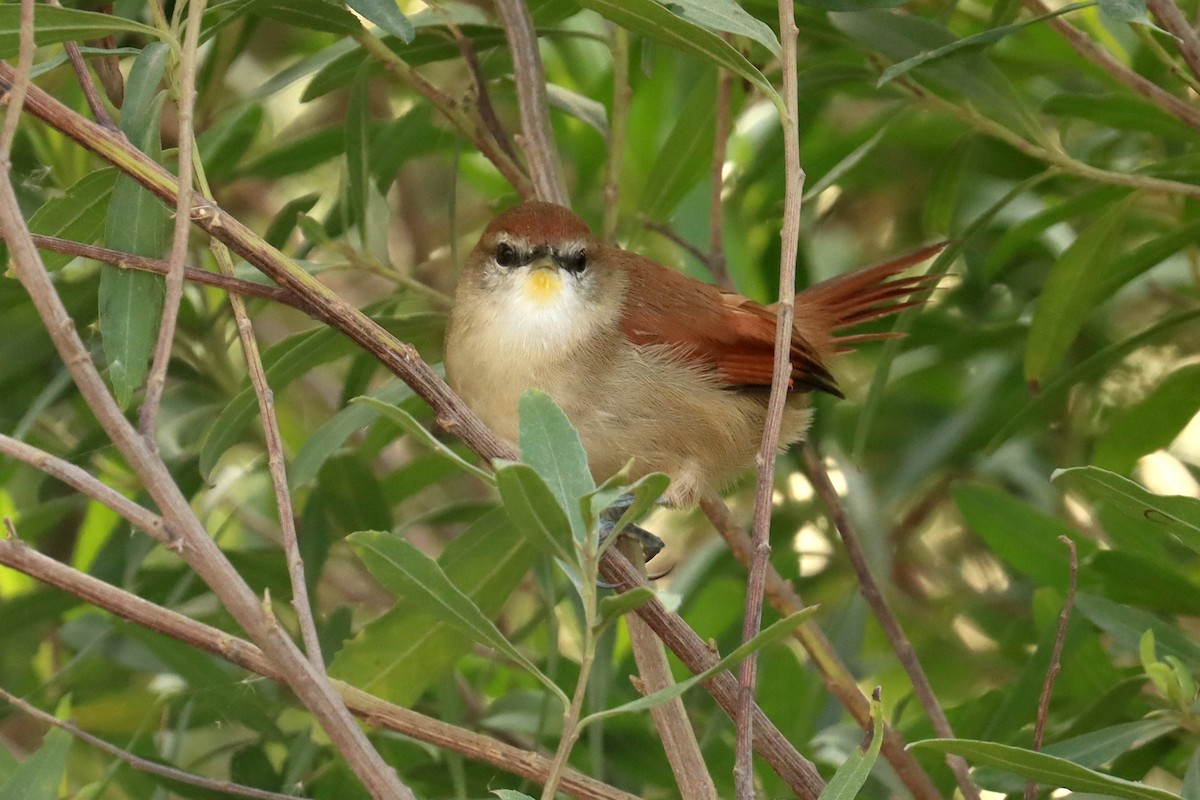 Yellow-chinned Spinetail - ML581637891