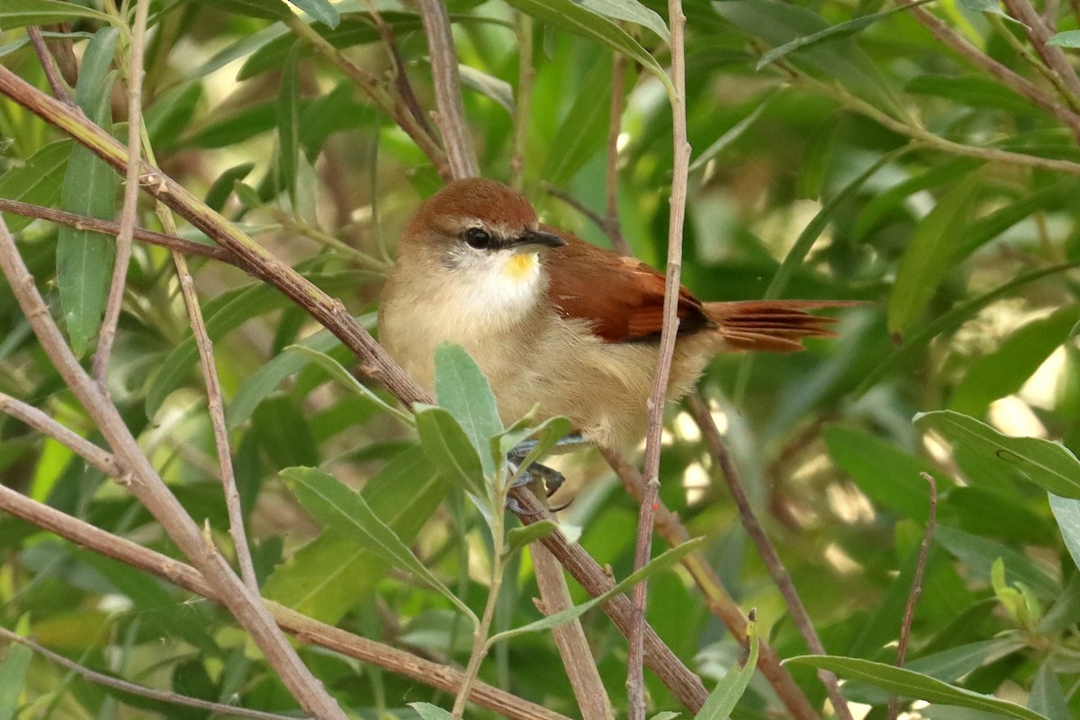 Yellow-chinned Spinetail - ML581637901
