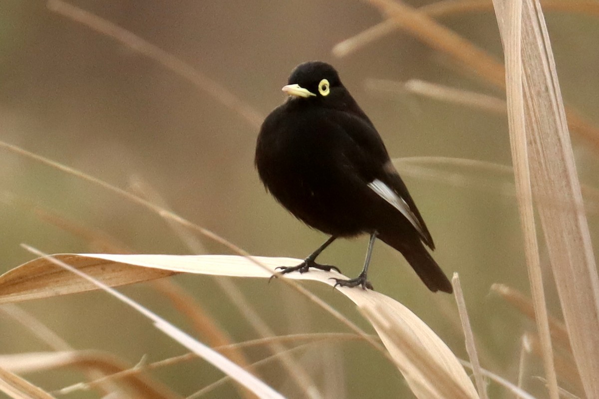 Spectacled Tyrant - ML581638041