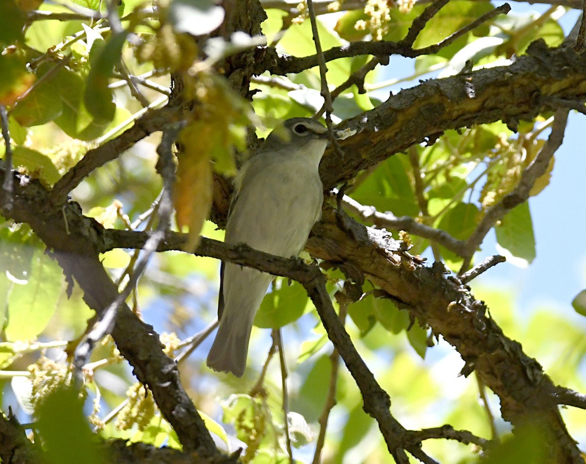 Plumbeous Vireo - ML581638771