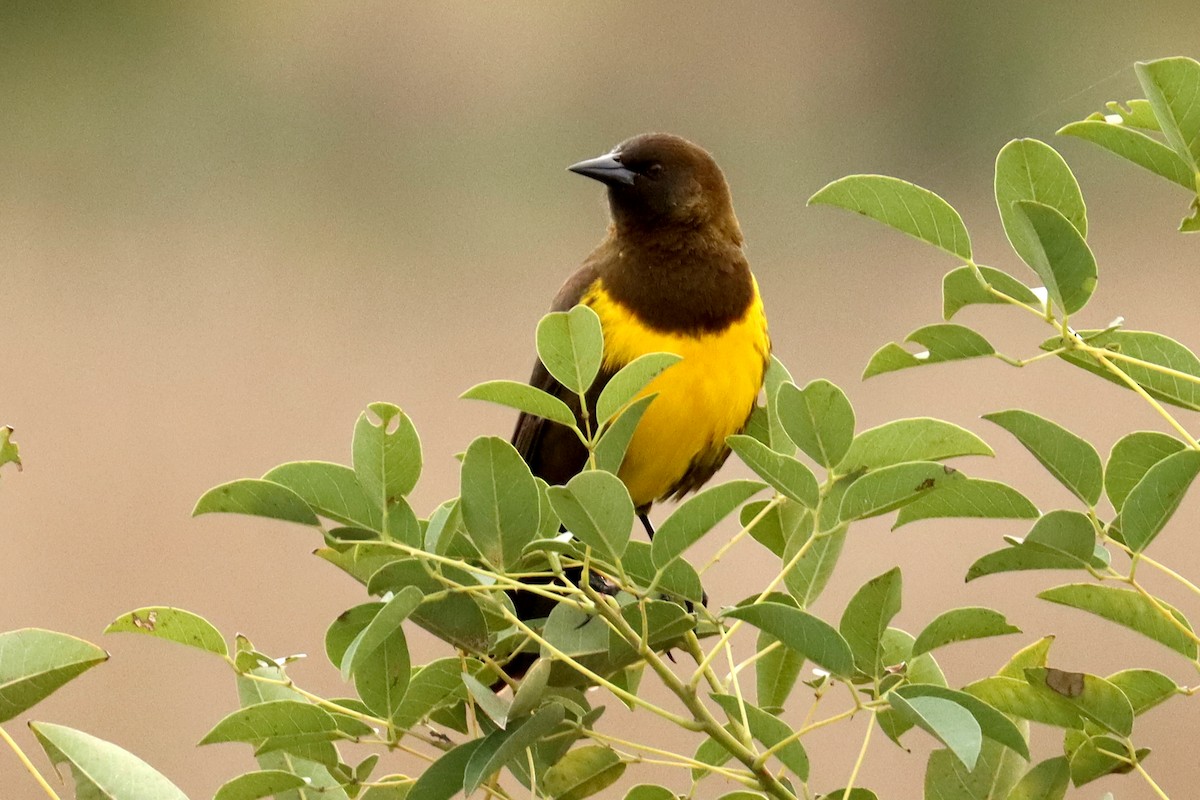 Brown-and-yellow Marshbird - ML581639141