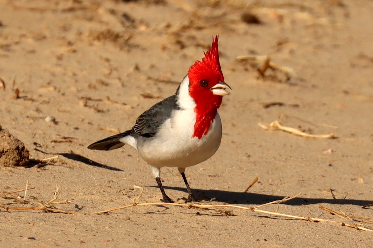 Red-crested Cardinal - ML581639201