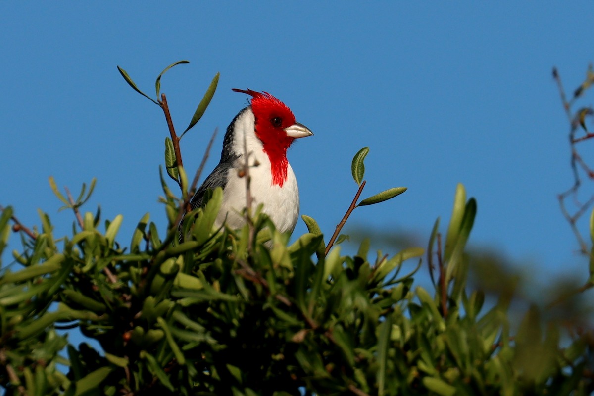 Red-crested Cardinal - ML581639211