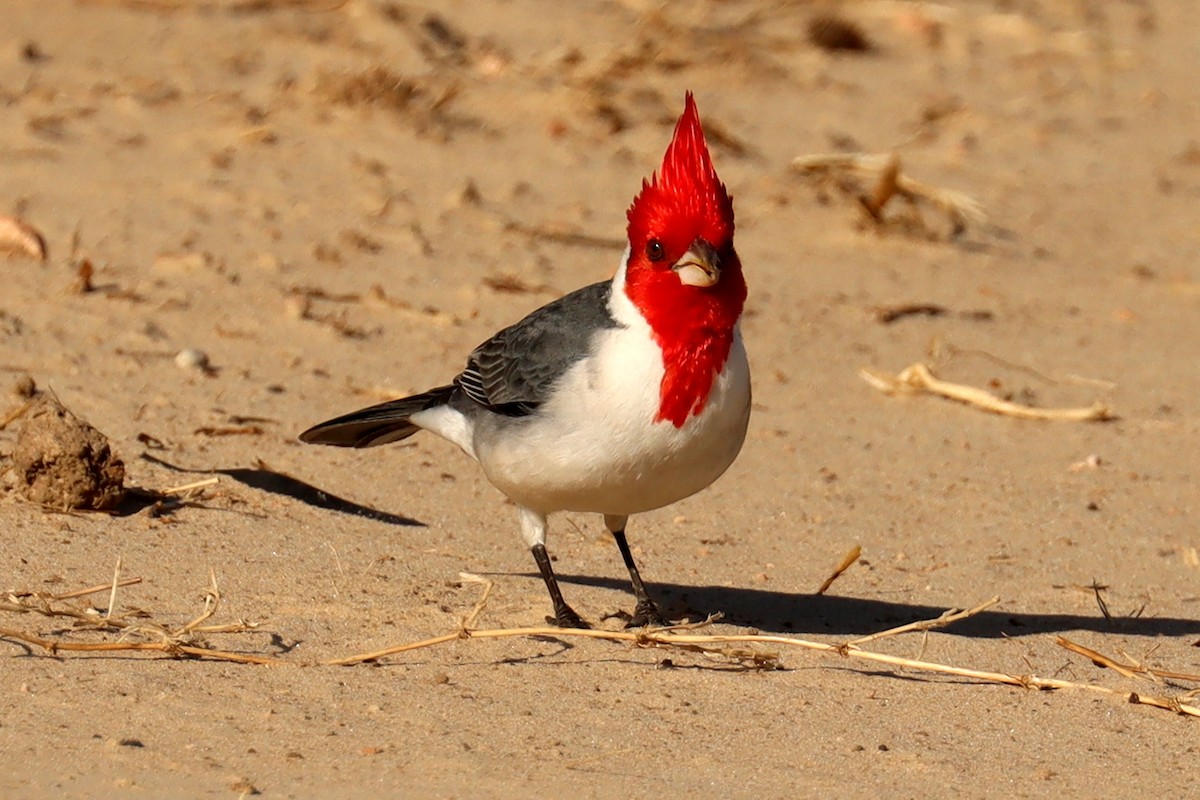 Red-crested Cardinal - ML581639221