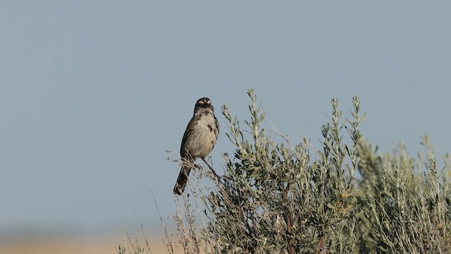 Sagebrush Sparrow - ML581641201