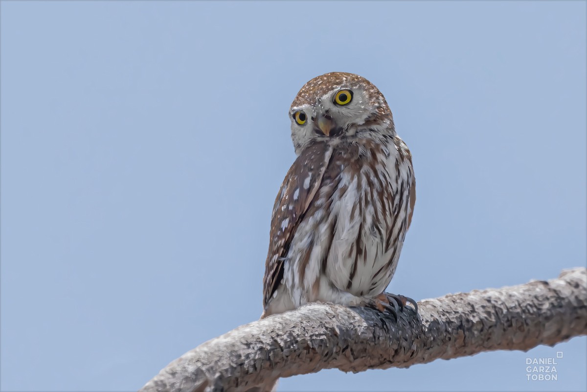 Northern Pygmy-Owl (Cape) - ML581643291