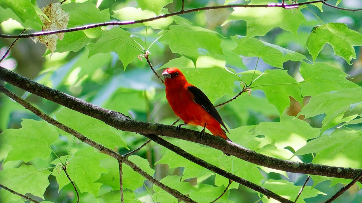 Scarlet Tanager - ML581643501