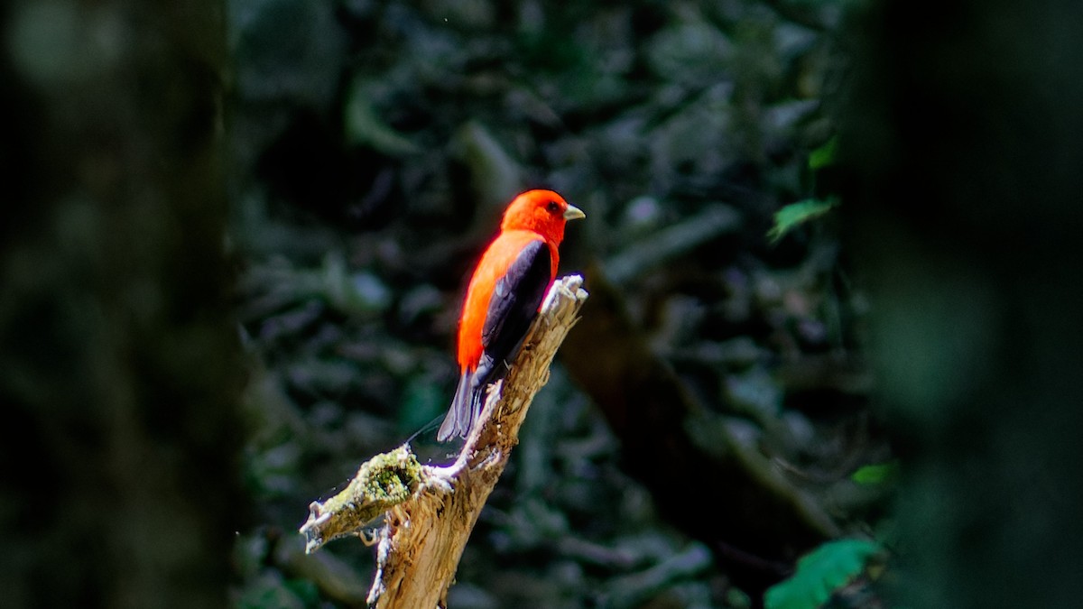 Scarlet Tanager - ML581643521