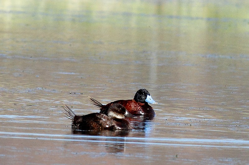 Andean Duck (ferruginea) - ML58164391