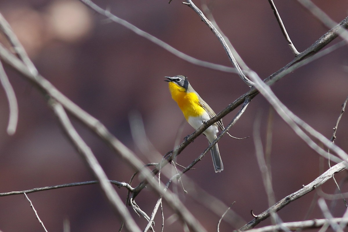 Yellow-breasted Chat - ML58164711