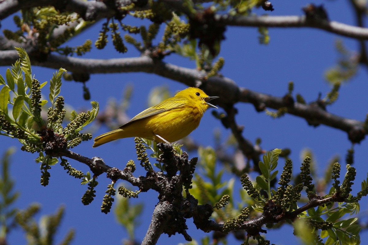 Yellow Warbler - John C Sullivan