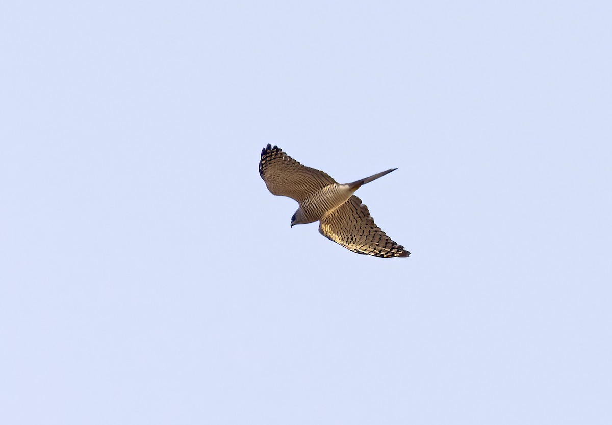 Eurasian Sparrowhawk - ML581649691