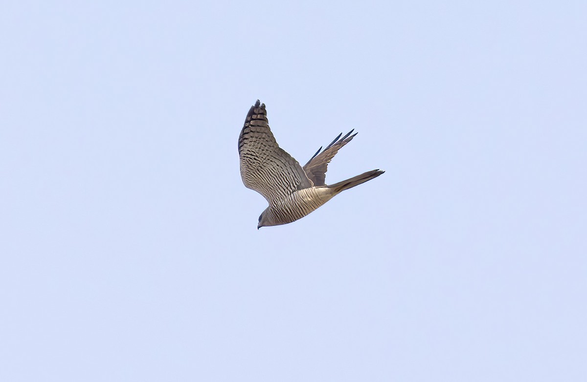 Eurasian Sparrowhawk - ML581649721