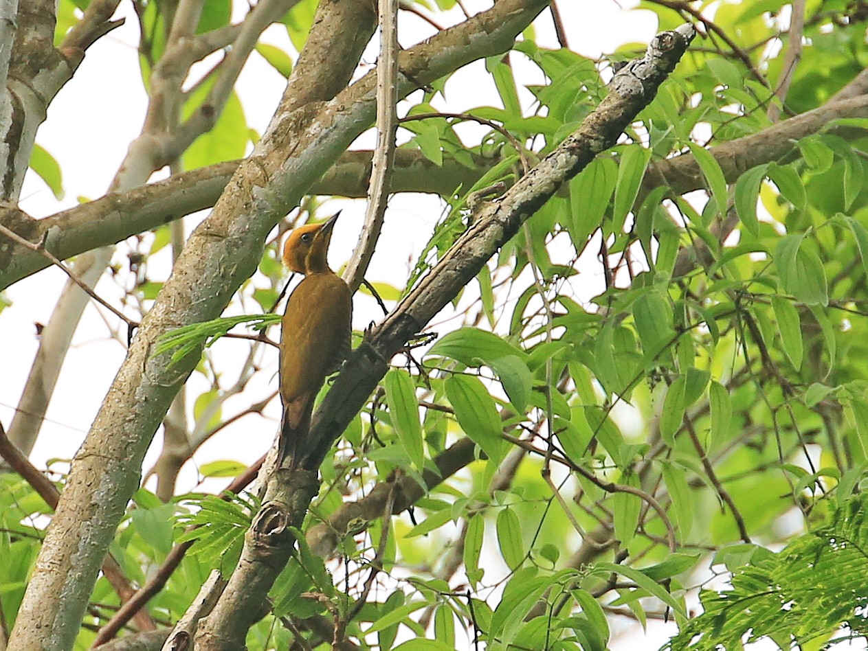 Golden-green Woodpecker - Tim Lenz