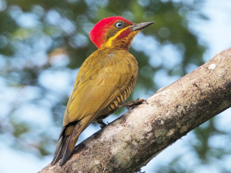 Golden-green Woodpecker - Mark Scheel