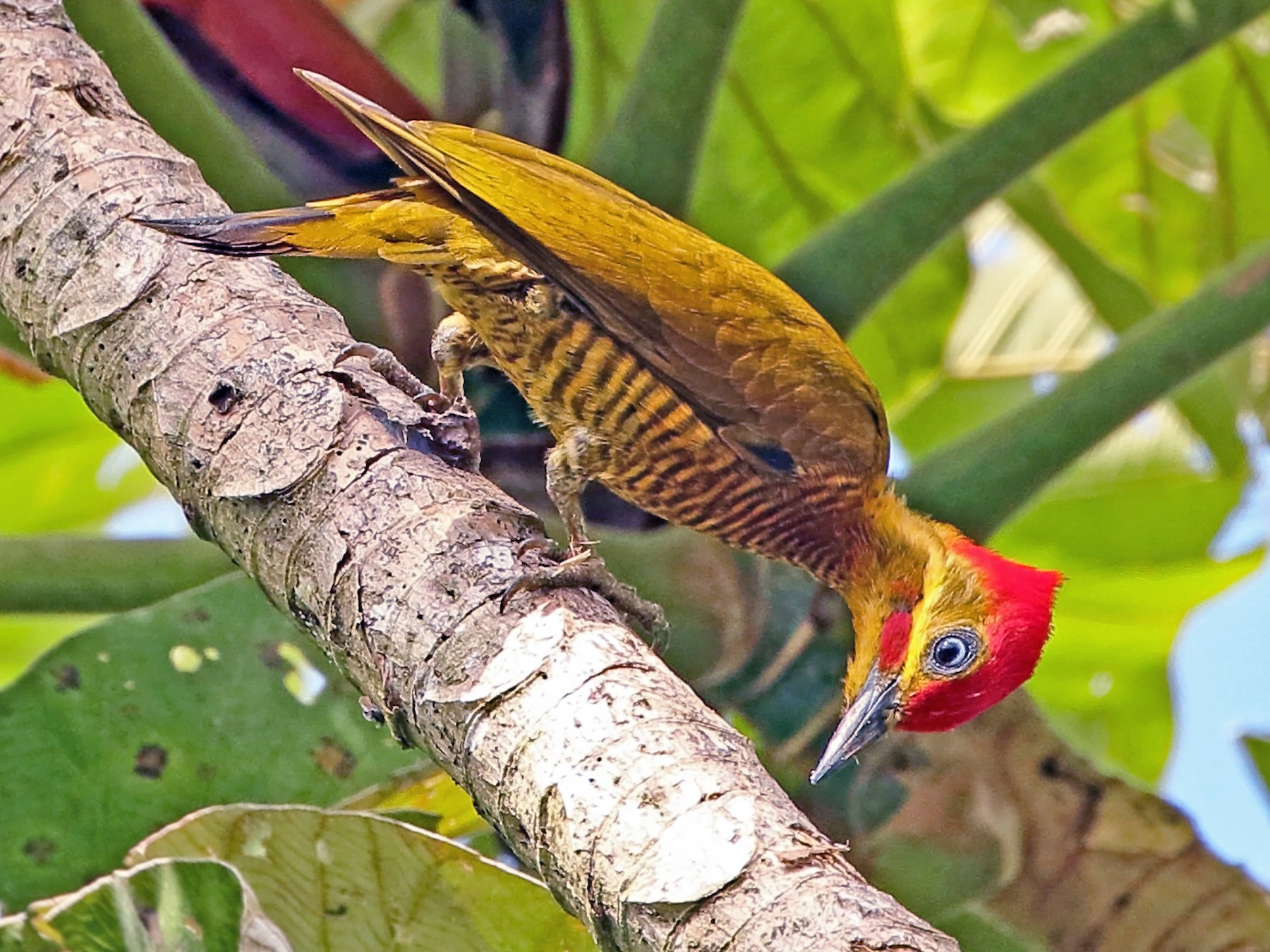 Golden-green Woodpecker - William Supulski