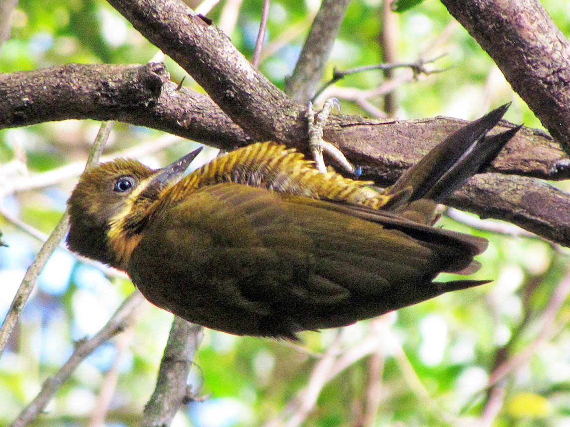 Golden-green Woodpecker - Fabricio C. Gorleri