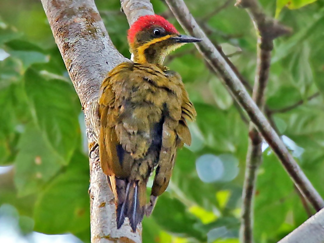 Golden-green Woodpecker - Roger Ahlman