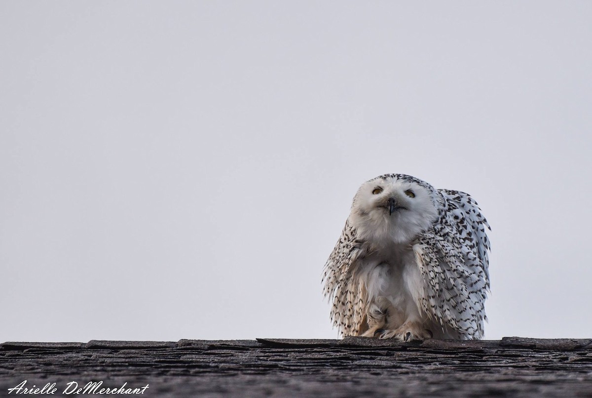 Snowy Owl - ML58165231