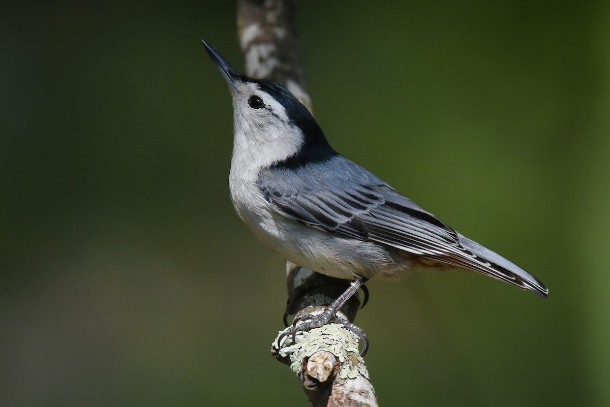 White-breasted Nuthatch - Scott Martin